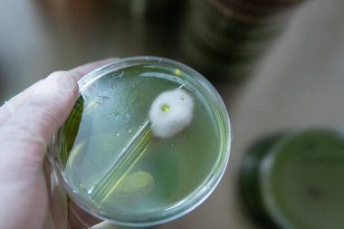 Petri kabında miselyum egzotik mantar. Miselyumun seçilmesi ve yetiştirilmesi. Dünya çapında mantar yetiştirme