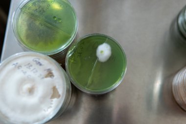 Miselyumun seçilmesi ve yetiştirilmesi. Dünya çapında mantar yetiştirme