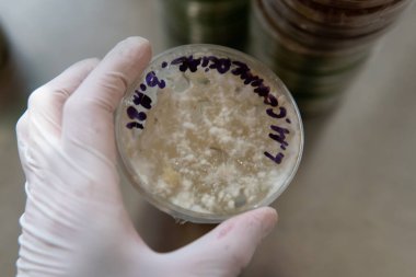 Araştırma için Agar 'la yan yana. Mantarların mitolojisi ve yetiştirilmesi.