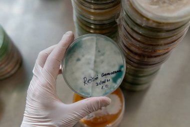 Miselyumun seçilmesi ve yetiştirilmesi. Dünya çapında mantar yetiştirme