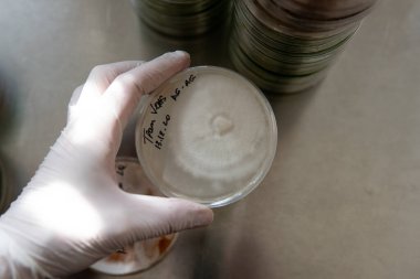 Petri kabında miselyum egzotik mantar. Miselyumun seçilmesi ve yetiştirilmesi. Dünya çapında mantar yetiştirme