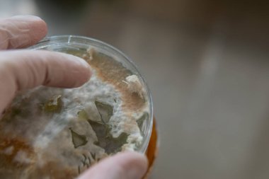 Petri kabında miselyum egzotik mantar. Miselyumun seçilmesi ve yetiştirilmesi. Dünya çapında mantar yetiştirme