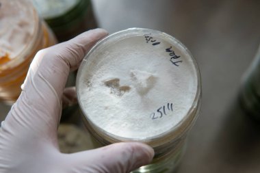 Agar 'lı petri kapları. Mikrobiyoloji ve miselyum