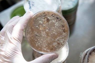 Miselyumun seçilmesi ve yetiştirilmesi. Dünya çapında mantar yetiştirme