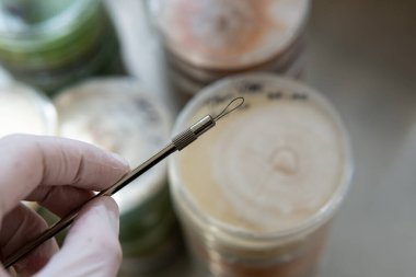 Miselyumun seçilmesi ve yetiştirilmesi. Dünya çapında mantar yetiştirme