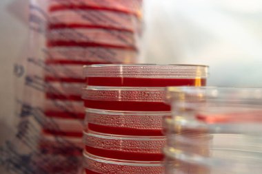 Agar 'lı petri kapları. Mikrobiyoloji ve miselyum