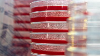 Araştırma için arpacık ve petri kapları. Mantarların mitolojisi ve yetiştirilmesi.