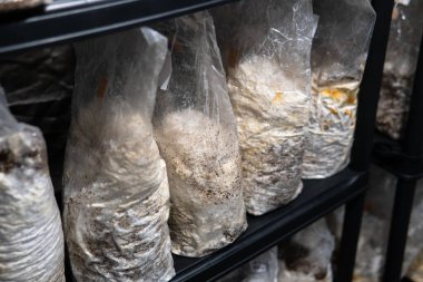 Plastik torbalarda mantar yetiştiriyorlar. Egzotik mantar yetiştirme