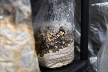 Plastik torbalarda mantar yetiştiriyorlar. Egzotik mantar yetiştirme