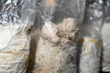 Plastik torbalarda mantar yetiştiriyorlar. Tıbbi mantar yetiştirme, mantar krallığı.