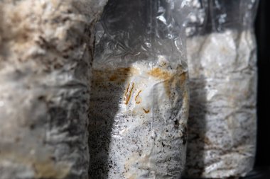 Plastik torbalarda mantar yetiştiriyorlar. Tıbbi mantar yetiştirme, mantar krallığı.