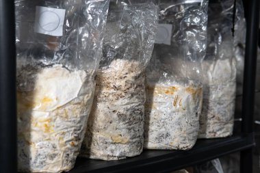 Plastik torbalarda mantar yetiştiriyorlar. Tıbbi mantar yetiştirme, mantar krallığı.