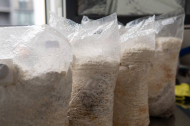 Hericium erinaceus medikal mantar nootropik. Hericium erinaceus 'un meyveli gövdeleri resepsiyona hazır.