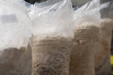 Plastik torbalarda mantar yetiştiriyorlar. Tıbbi mantar yetiştirme, mantar krallığı.