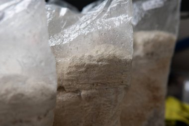 Hericium erinaceus, akıl sağlığı için tıbbi mantarlar. Aslanlar mantarları yakından takip eder.