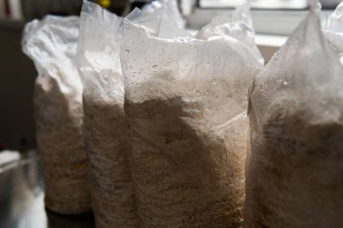 Plastik torbalarda mantar yetiştiriyorlar. Tıbbi mantar yetiştirme, mantar krallığı.
