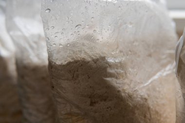 Hericium erinaceus popüler bir mantar nootropisidir. Akıl sağlığı için tıbbi mantarlar