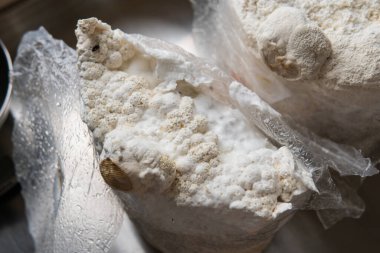 Hericium erinaceus akıl sağlığı için tıbbi bir mantardır. Tıbbi mantarlar.