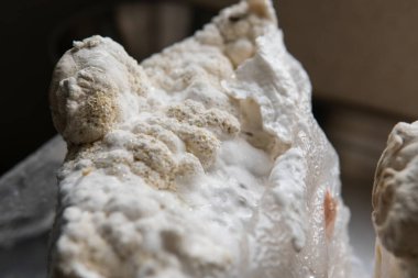 Hericium erinaceus medikal mantar nootropik. Hericium erinaceus 'un meyveli gövdeleri resepsiyona hazır.