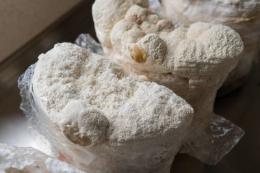 Hericium erinaceus medikal mantar nootropik. Hericium erinaceus 'un meyveli gövdeleri resepsiyona hazır.