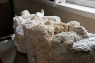 Hericium erinaceus medikal mantar nootropik. Hericium erinaceus 'un meyveli gövdeleri resepsiyona hazır.