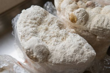 Hericium erinaceus medikal mantar nootropik. Hericium erinaceus 'un meyveli gövdeleri resepsiyona hazır.