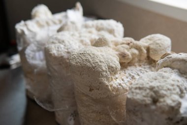 Hericium erinaceus popüler bir mantar nootropisidir. Akıl sağlığı için tıbbi mantarlar
