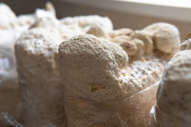 Hericium erinaceus, akıl sağlığı için tıbbi mantarlar. Aslanlar mantarları yakından takip eder.