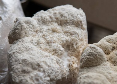 Hericium erinaceus medikal mantar nootropik. Hericium erinaceus 'un meyveli gövdeleri resepsiyona hazır.