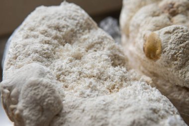 Hericium erinaceus popüler bir mantar nootropisidir. Akıl sağlığı için tıbbi mantarlar