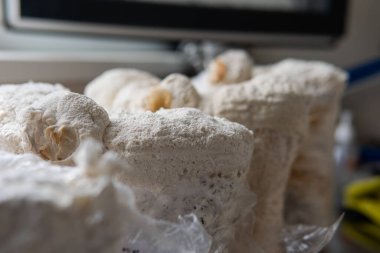 Hericium erinaceus akıl sağlığı için tıbbi bir mantardır. Tıbbi mantarlar.