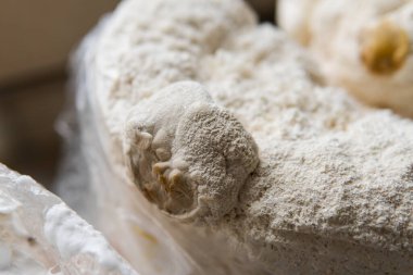 Hericium erinaceus medikal mantar nootropik. Hericium erinaceus 'un meyveli gövdeleri resepsiyona hazır.