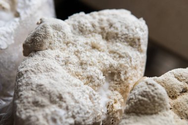 Hericium erinaceus medikal mantar nootropik. Hericium erinaceus 'un meyveli gövdeleri resepsiyona hazır.