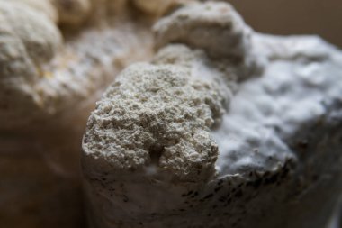 Hericium erinaceus medikal mantar nootropik. Hericium erinaceus 'un meyveli gövdeleri resepsiyona hazır.