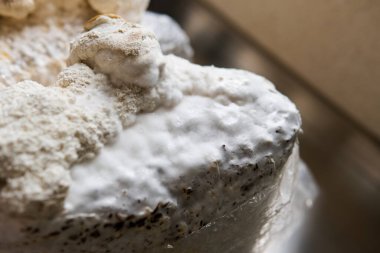 Hericium erinaceus popüler bir mantar nootropisidir. Akıl sağlığı için tıbbi mantarlar