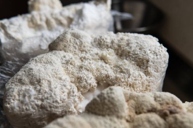 Hericium erinaceus medikal mantar nootropik. Hericium erinaceus 'un meyveli gövdeleri resepsiyona hazır.