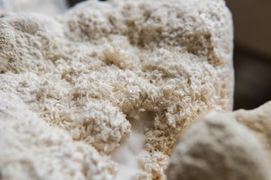 Hericium erinaceus popüler bir mantar nootropisidir. Akıl sağlığı için tıbbi mantarlar