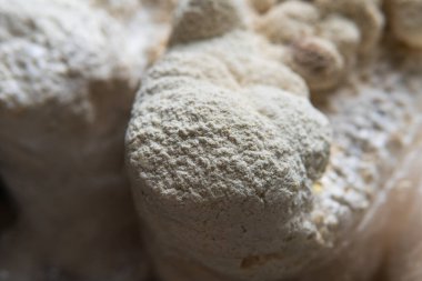 Hericium erinaceus medikal mantar nootropik. Hericium erinaceus 'un meyveli gövdeleri resepsiyona hazır.