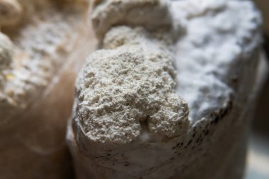 Hericium erinaceus, akıl sağlığı için tıbbi mantarlar. Aslanlar mantarları yakından takip eder.