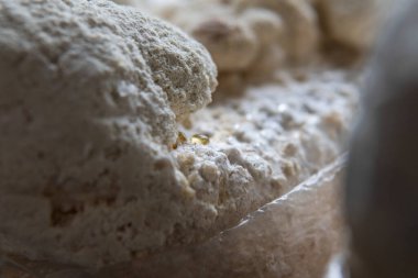 Hericium erinaceus medikal mantar nootropik. Hericium erinaceus 'un meyveli gövdeleri resepsiyona hazır.