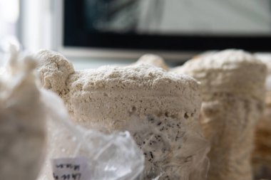 Hericium erinaceus, akıl sağlığı için tıbbi mantarlar. Aslanlar mantarları yakından takip eder.