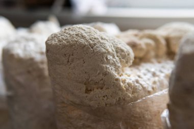 Hericium erinaceus medikal mantar nootropik. Hericium erinaceus 'un meyveli gövdeleri resepsiyona hazır.