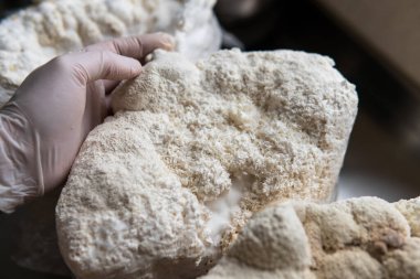 Hericium erinaceus medikal mantar nootropik. Hericium erinaceus 'un meyveli gövdeleri resepsiyona hazır.