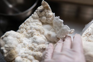 Hericium erinaceus medikal mantar nootropik. Hericium erinaceus 'un meyveli gövdeleri resepsiyona hazır.