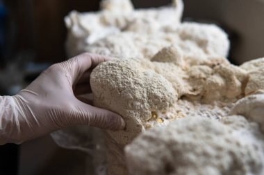 Hericium erinaceus, akıl sağlığı için tıbbi mantarlar. Aslanlar mantarları yakından takip eder.