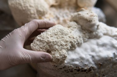 Hericium erinaceus medikal mantar nootropik. Hericium erinaceus 'un meyveli gövdeleri resepsiyona hazır.