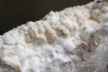 Hericium erinaceus popüler bir mantar nootropisidir. Akıl sağlığı için tıbbi mantarlar