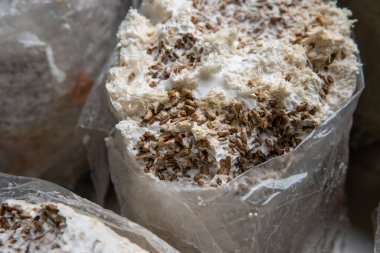 Hericium erinaceus medikal mantar nootropik. Hericium erinaceus 'un meyveli gövdeleri resepsiyona hazır.