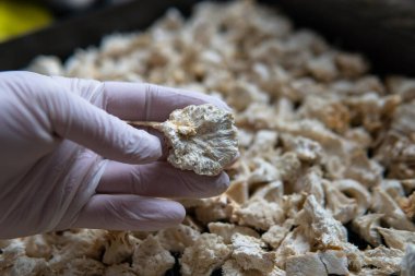 Hericium erinaceus, akıl sağlığı için tıbbi mantarlar. Aslanlar mantarları yakından takip eder.