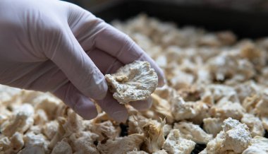 Hericium erinaceus medikal mantar nootropik. Hericium erinaceus 'un meyveli gövdeleri resepsiyona hazır.